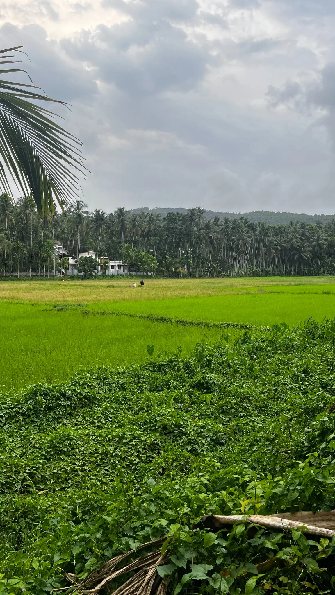 Agricultural landscape