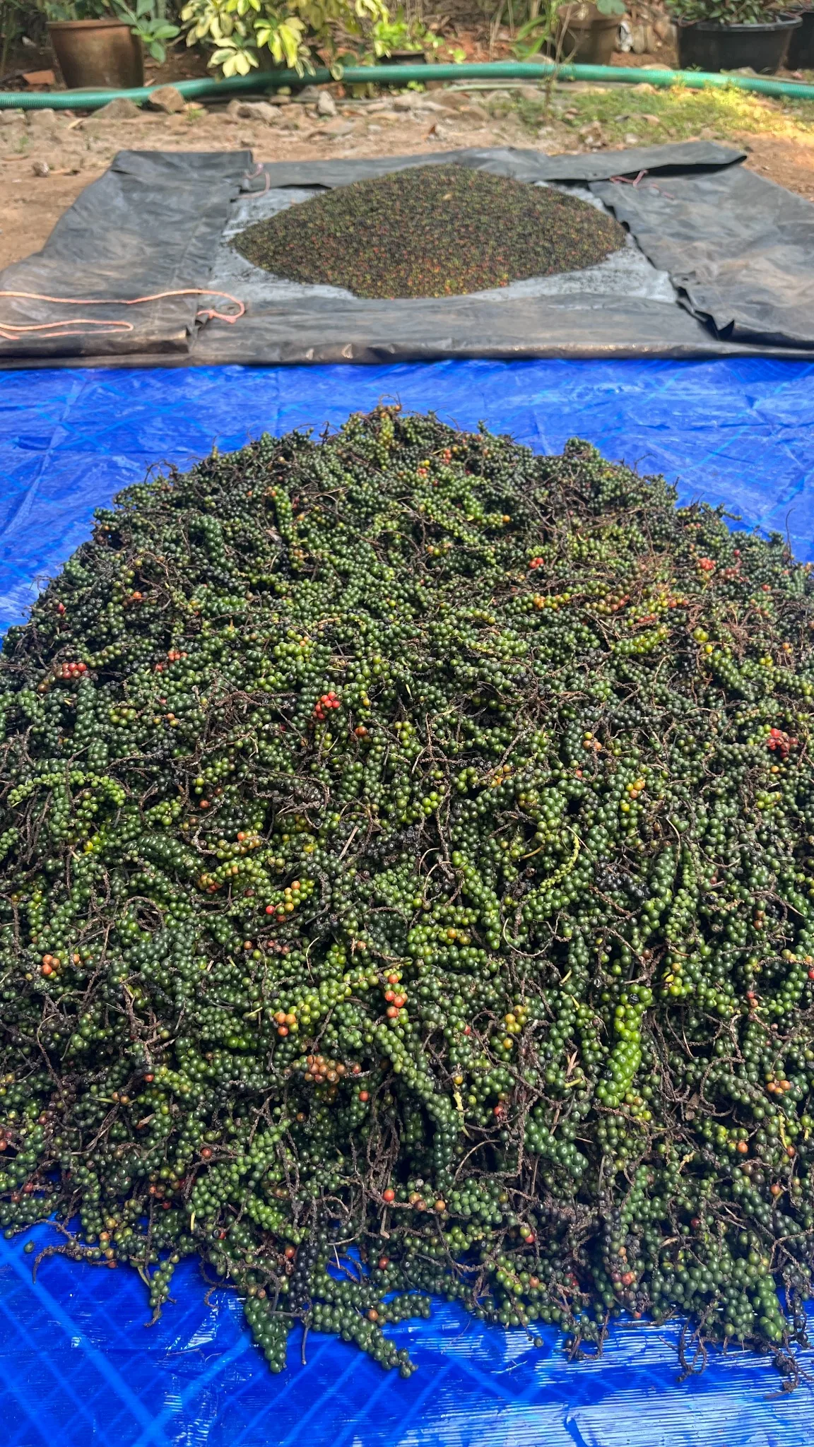 Harvested pepper