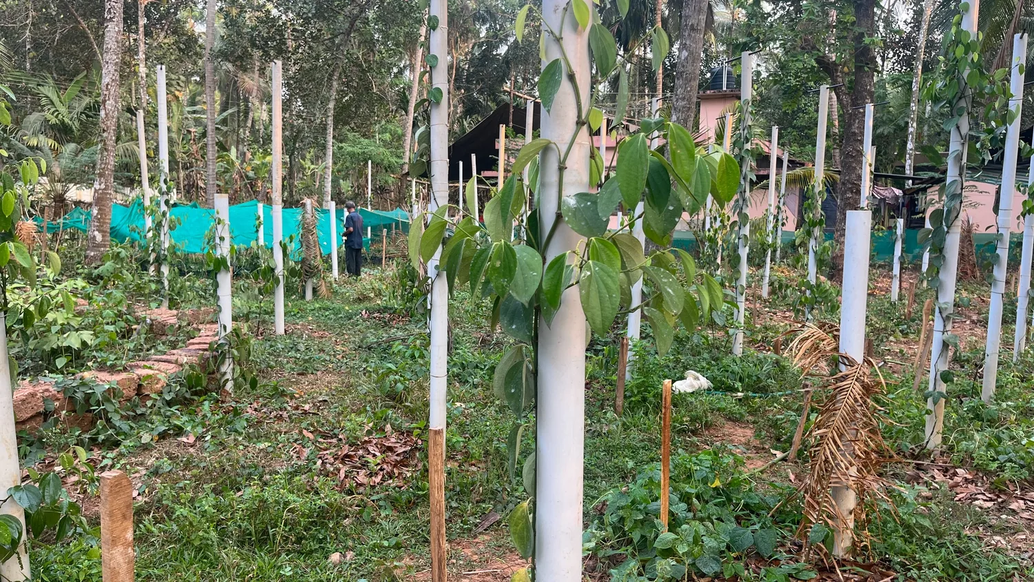 Plantation rows
