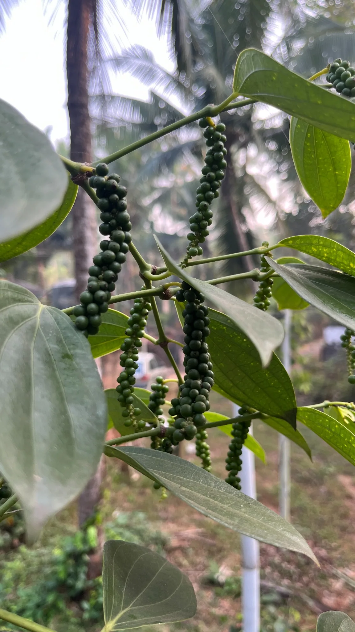 Pepper vines in a managed farm