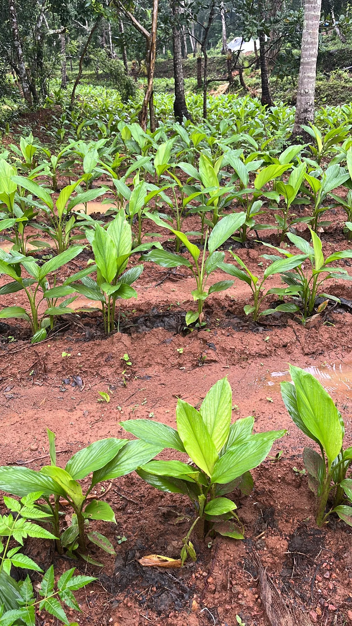 Turmeric cultivation